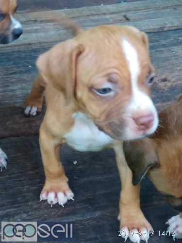 Pitbull puppies for sale at Ernakulam 0 