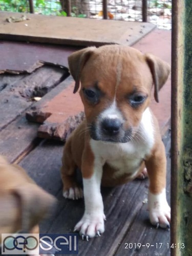 Pitbull puppies for sale at Ernakulam 1 