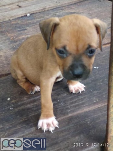 Pitbull puppies for sale at Ernakulam 2 