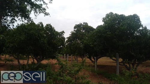 2 acre mango farm for sale in bogadhi-Yelawala route, price per acre 55 lk negotiable 0 