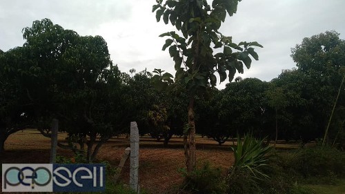 2 acre mango farm for sale in bogadhi-Yelawala route, price per acre 55 lk negotiable 1 