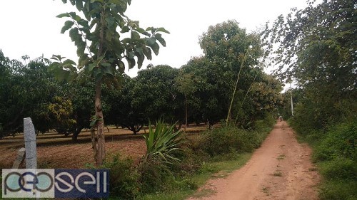 2 acre mango farm for sale in bogadhi-Yelawala route, price per acre 55 lk negotiable 3 