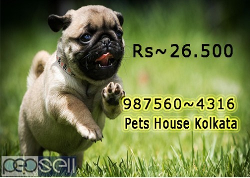 Cute healthy And Charming PUG Dogs Pets Sale At GANGTOK 0 