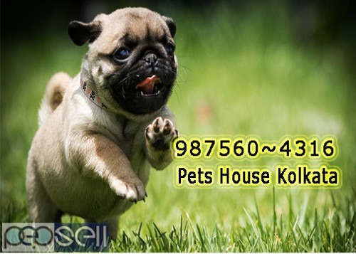 Cute healthy And Charming PUG Dogs Pets Sale At GANGTOK 1 