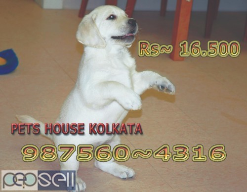 Cute healthy And Charming PUG Dogs Pets Sale At GANGTOK 2 