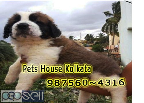 Cute healthy And Charming PUG Dogs Pets Sale At GANGTOK 4 