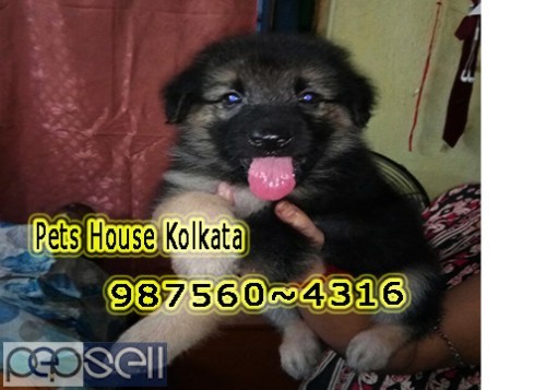Cute healthy And Charming PUG Dogs Pets Sale At GANGTOK 5 