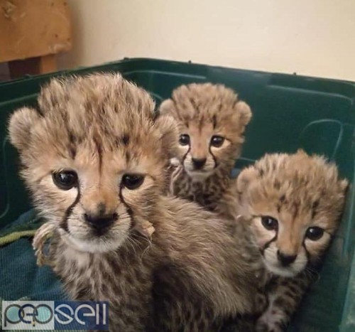 Cheetah Cubs, Lion Cubs and Tiger Cubs for sale 1 