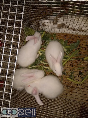 5 month old Male rabbits for sale 0 