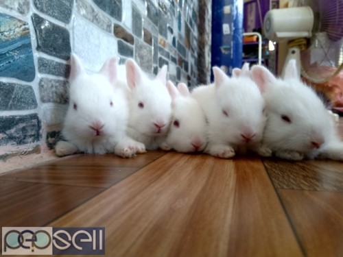 5 month old Male rabbits for sale 1 