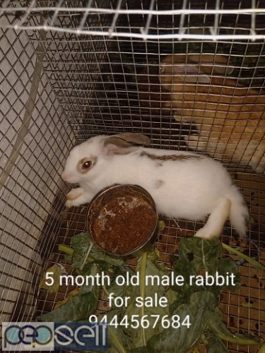 5 month old Male rabbits for sale 3 