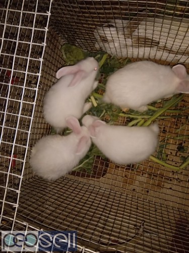5 month old Male rabbits for sale 4 