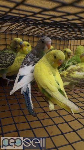 Home breed healthy lovebirds budgies for sale 0 