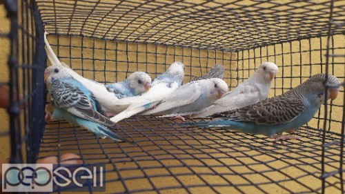Home breed healthy lovebirds budgies for sale 2 