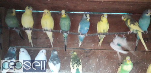 Home breed love birds available in chennai 0 