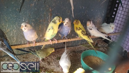 Home breed love birds available in chennai 1 