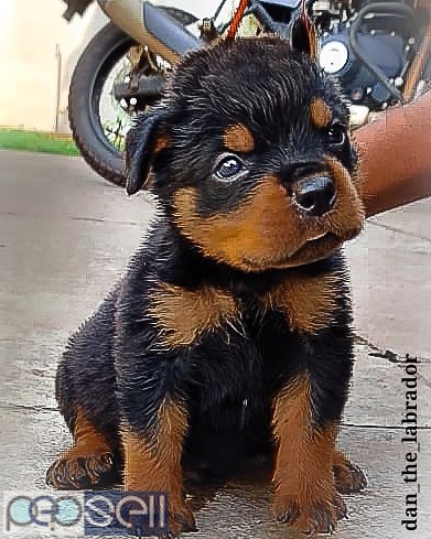 Rottweiler female and male puppies with and without kci available 0 
