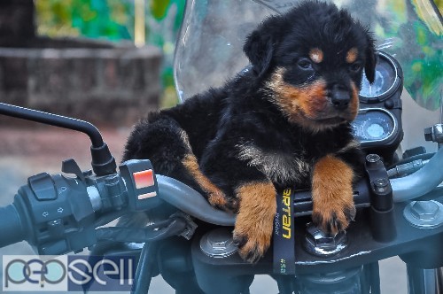 Rottweiler female and male puppies with and without kci available 1 