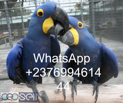 Hyacinth macaws for sale we have healthy talking breeder pairs and chicks whatsapp us. 0 