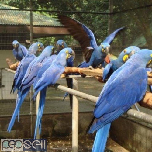 Hyacinth macaws for sale we have healthy talking breeder pairs and chicks whatsapp us. 1 