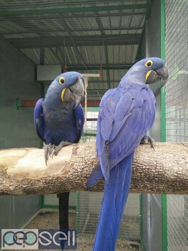 Hyacinth macaws for sale we have healthy talking breeder pairs and chicks whatsapp us. 2 