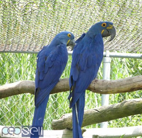Hyacinth macaws for sale we have healthy talking breeder pairs and chicks whatsapp us. 3 