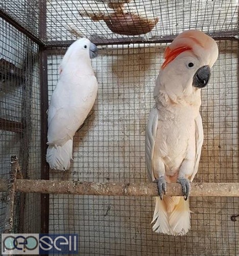  Moluccan cockatoo Parrots for sale whats app us 1 
