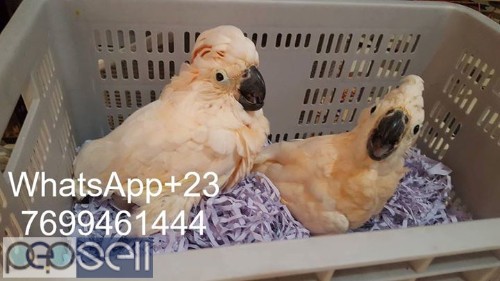  Moluccan cockatoo Parrots for sale whats app us 2 