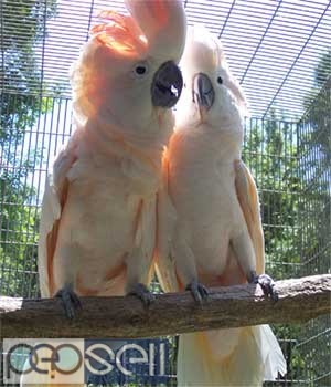  Moluccan cockatoo Parrots for sale whats app us 4 