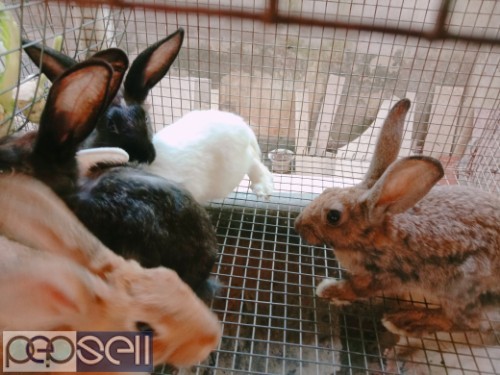 RABBITS for sale at Pudukkad 1 