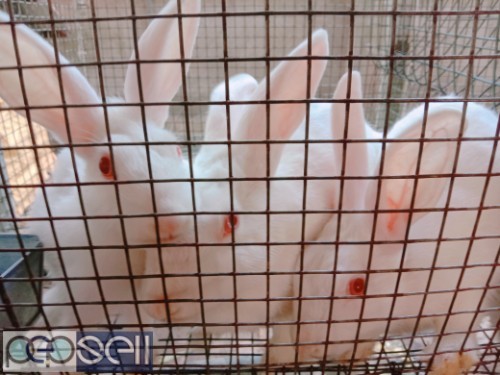 RABBITS for sale at Pudukkad 3 