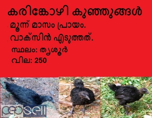 Kadaknath / Karinkozhi chicks for sale 0 