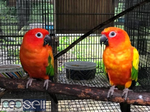 healthy sun conure Parrots  breeder pairs and chicks and eggs for sale whatsapp us 0 