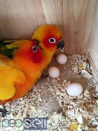healthy sun conure Parrots  breeder pairs and chicks and eggs for sale whatsapp us 1 