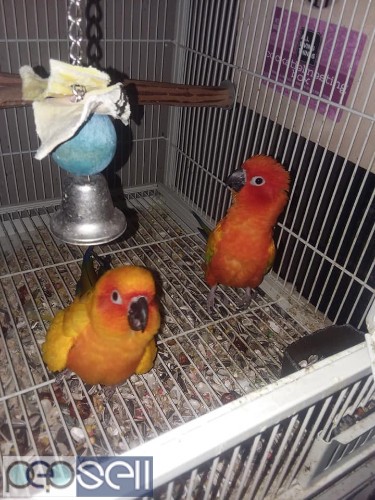 healthy sun conure Parrots  breeder pairs and chicks and eggs for sale whatsapp us 2 