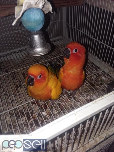 healthy sun conure Parrots  breeder pairs and chicks and eggs for sale whatsapp us 3 