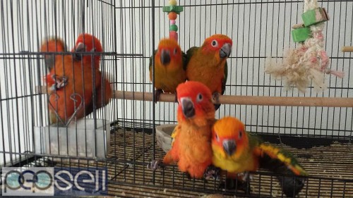 healthy sun conure Parrots  breeder pairs and chicks and eggs for sale whatsapp us 5 