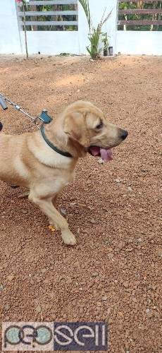 Labrador 1 year old dog for sale 2 