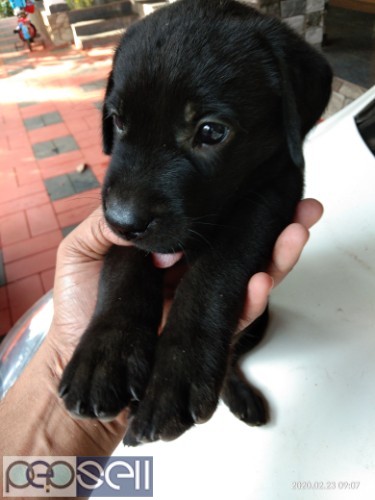 LABRADOR PUPPIES FOR SALE IN KUNNAMKULAM, THRISSUR 0 
