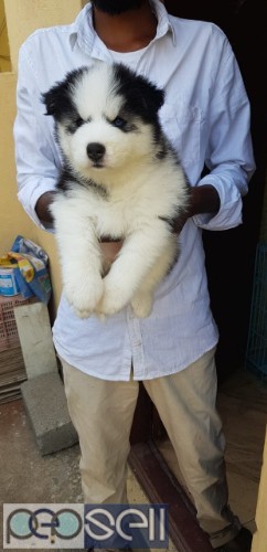 Husky puppiesâ€‹ AVAILABLE In Tripura With KCI Paper 0 
