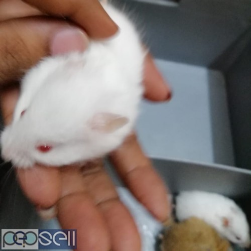 Syrian Hamsters for sale 0 