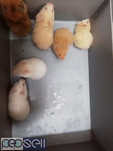 Syrian Hamsters for sale 1 