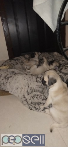 Pug puppies for sale 1 