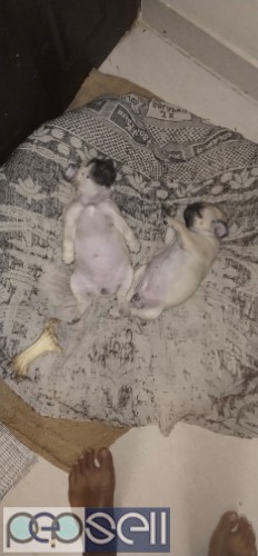 Pug puppies for sale 2 