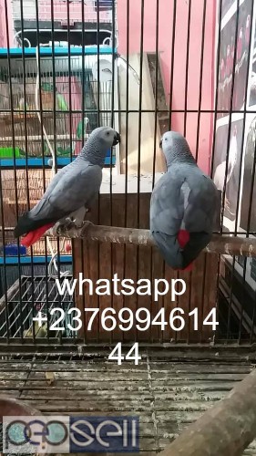 African grey parrots for sale whats-app 1 
