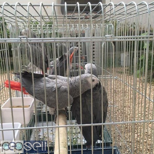 African grey parrots for sale whats-app 3 