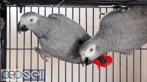 African grey parrots for sale whats-app 4 