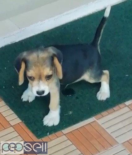 45 days old beagle male pup for sale 0 
