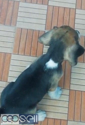 45 days old beagle male pup for sale 1 
