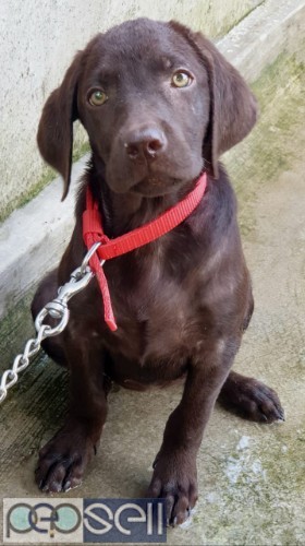 Good Quality Labrador Female puppy available for sale in sreekariyam, Trivandrum. 1 